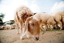 Sheep Stock Image Sheep Stock Image