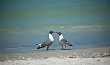 Laughing Gulls On A Florida Beach Royalty Free Stock Image Laughing Gulls On A Florida Beach Royalty Free Stock Image