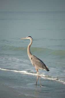 Great Blue Heron On The Beach Royalty Free Stock Photography Great Blue Heron On The Beach Royalty Free Stock Photography
