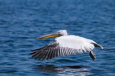 Dalmatian Pelican Royalty Free Stock Photography Dalmatian Pelican Royalty Free Stock Photography