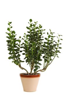 Houseplant Kalanchoe Blossfeldiana In Flowerpot Stock Photo Houseplant Kalanchoe Blossfeldiana In Flowerpot Stock Photo