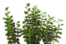 Houseplant Kalanchoe Blossfeldiana Background Stock Photos Houseplant Kalanchoe Blossfeldiana Background Stock Photos