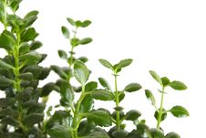 Houseplant Kalanchoe Blossfeldiana Background Royalty Free Stock Photos Houseplant Kalanchoe Blossfeldiana Background Royalty Free Stock Photos