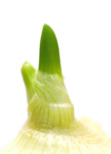 The Sprout Onion Stock Photo The Sprout Onion Stock Photo