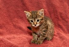 Small Tabby Kitten On A Brown Stock Photos Small Tabby Kitten On A Brown Stock Photos