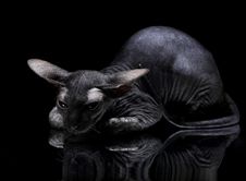 Young Canadian Sphynx Cat Lying On The Mirror On B Stock Photography
