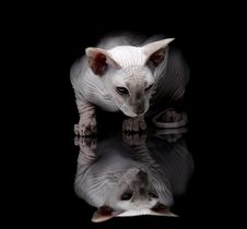 Young Sphynx Cat On Black Background Stock Photos