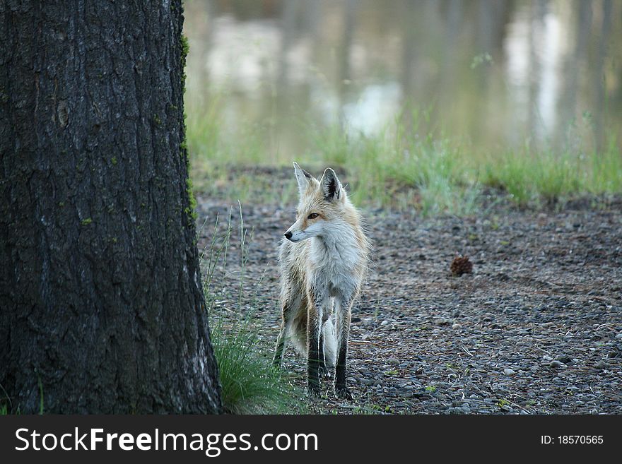 Wild Fox on Morning Hunt. Wild Fox on Morning Hunt