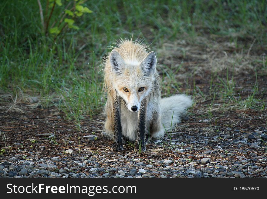 Wild Fox Giving Photographer Curious Look. Wild Fox Giving Photographer Curious Look