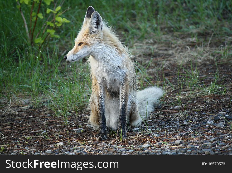 Wild Red Fox Taking a Rest on Morning Jaunt. Wild Red Fox Taking a Rest on Morning Jaunt