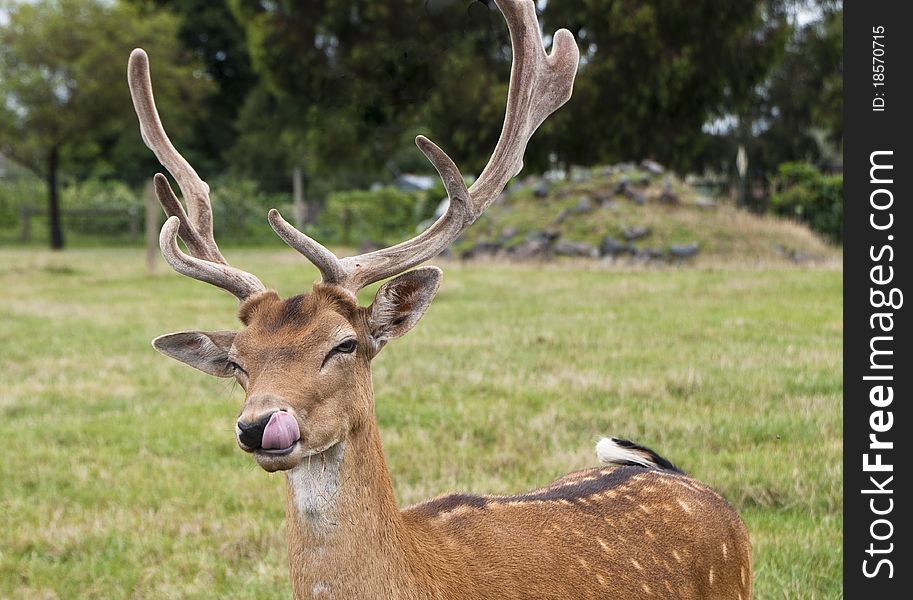 A deer stands in a field, licking its lips. A deer stands in a field, licking its lips