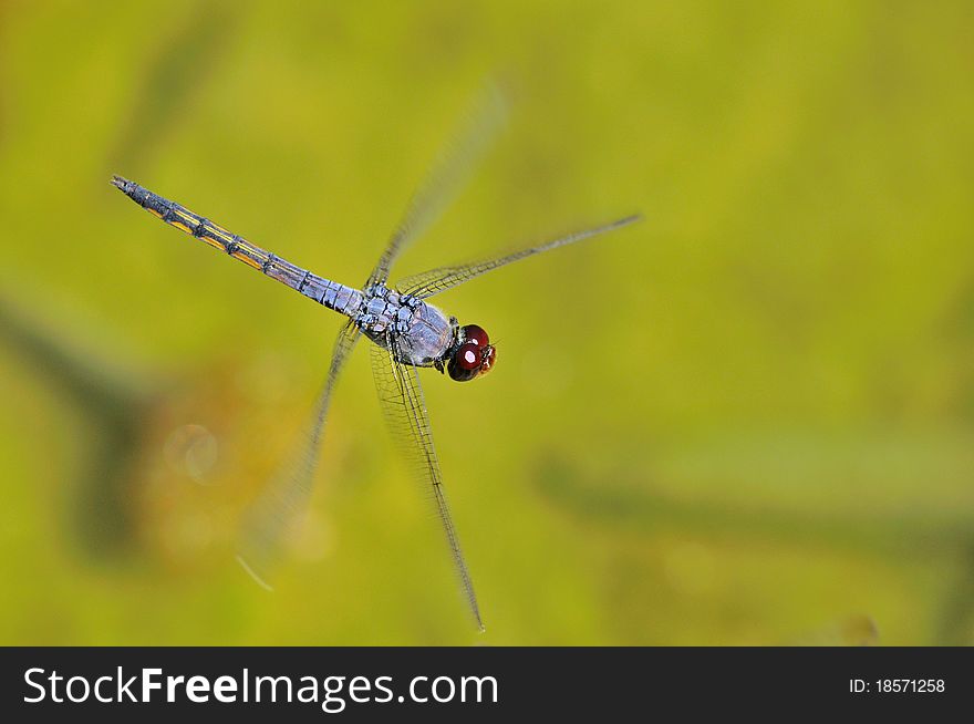 The dragonfly is flying above the grassy pond. The dragonfly is flying above the grassy pond.