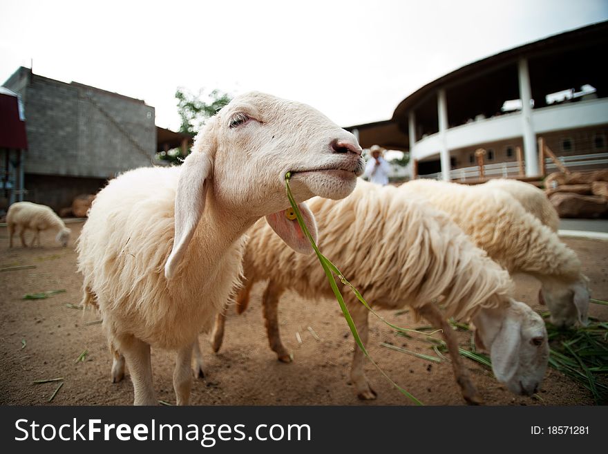 Cute sheep on a farm