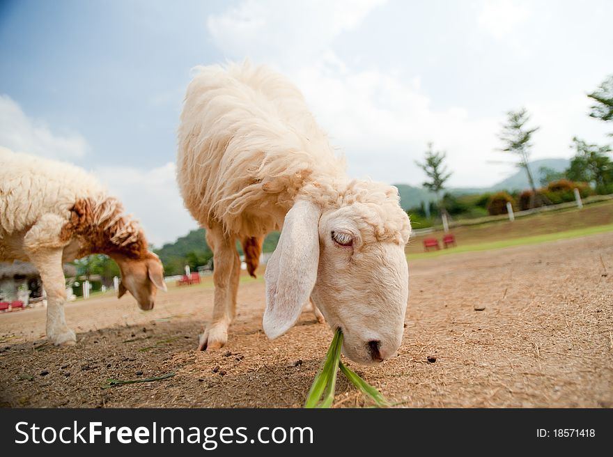 Cute sheep on a farm