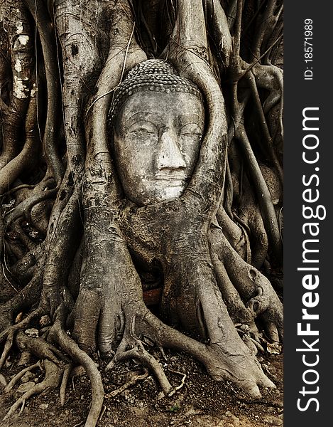 Buddha head in Root wood