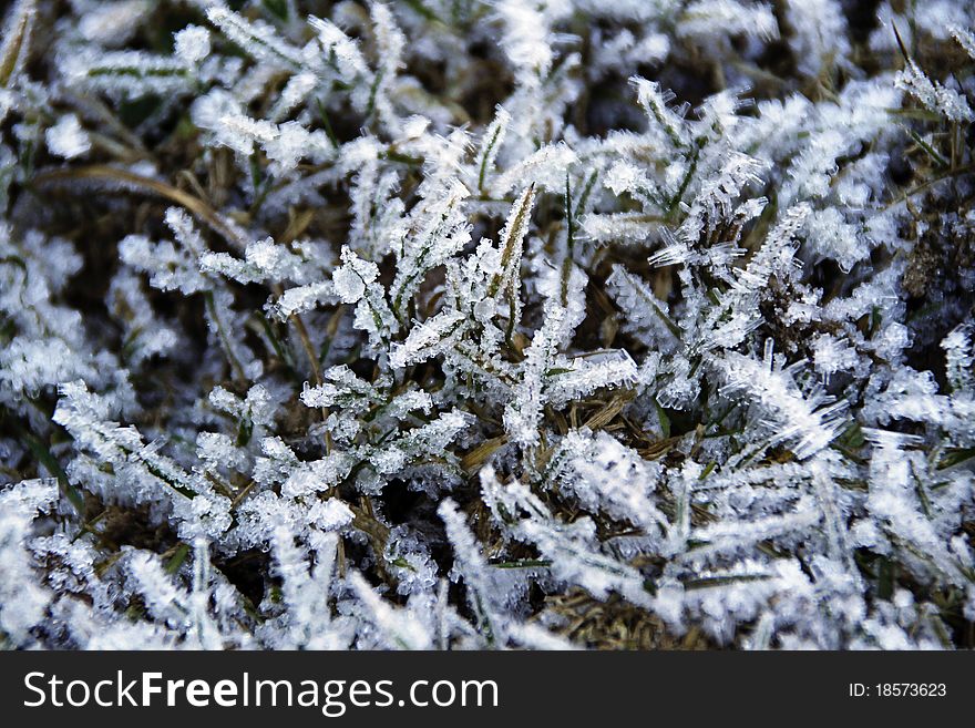 A macro image of frozen vegetation
