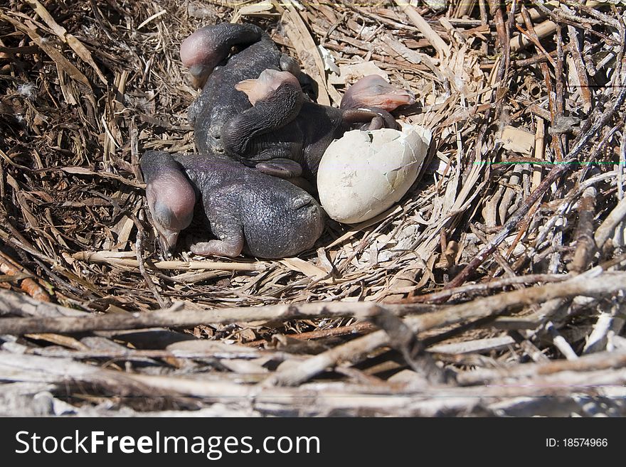 Great Cormorant Chicks in nest