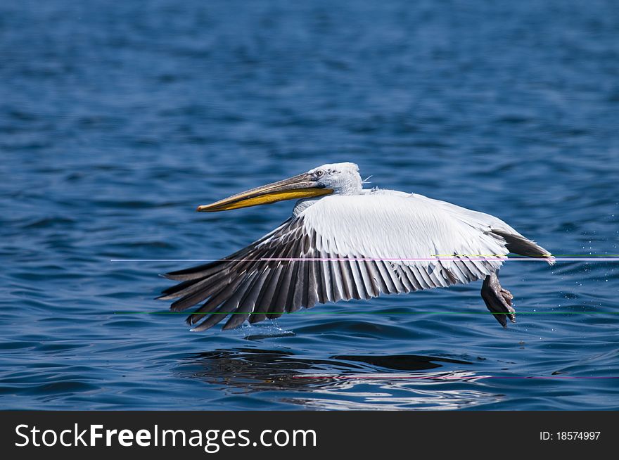 Dalmatian Pelican taking off from water