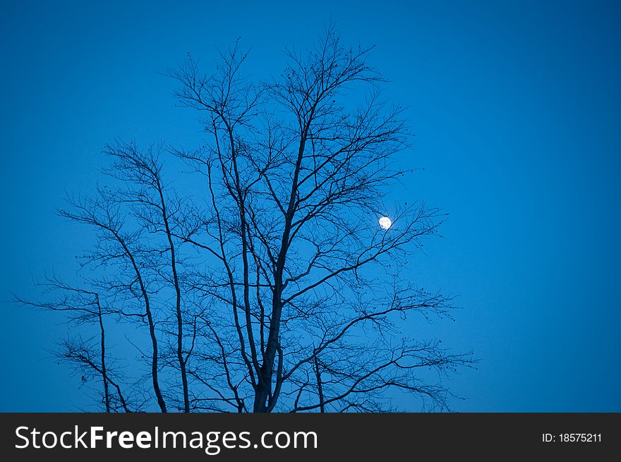 Branches of a bare tree on a frosty night. Branches of a bare tree on a frosty night