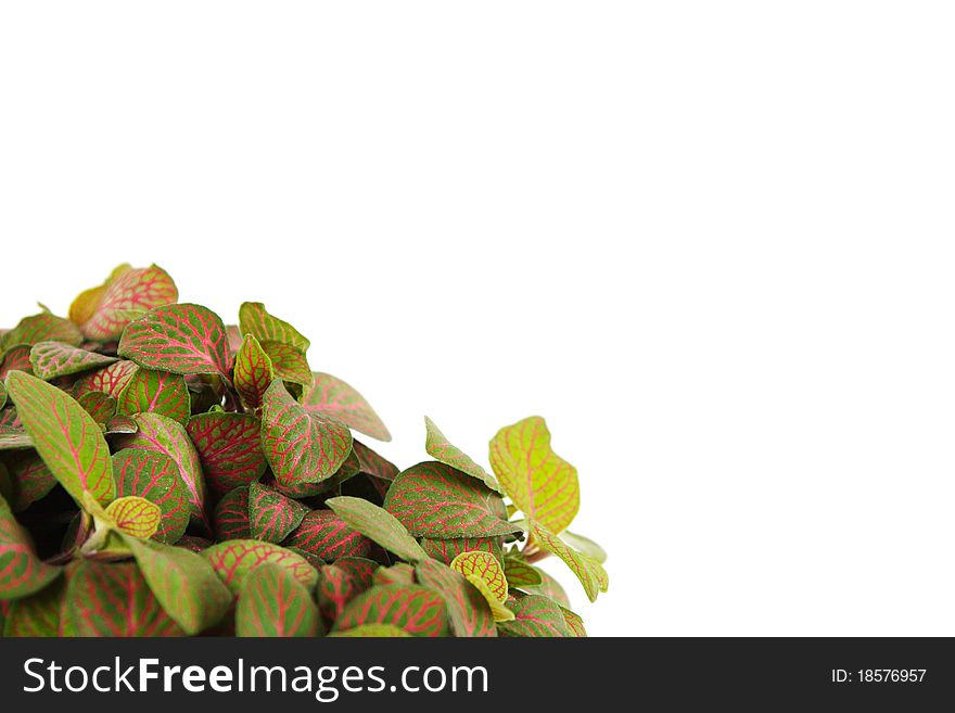 Houseplant fittonia background, closeup, isolated