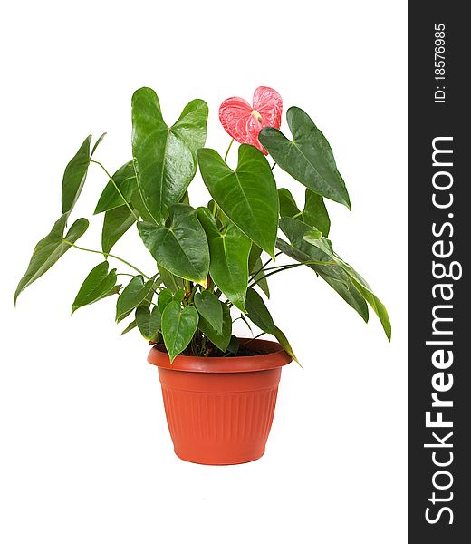 Houseplant anthurium in flowerpot