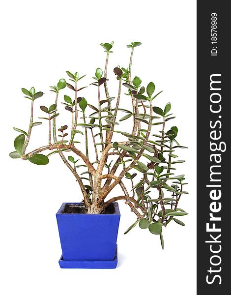 Houseplant crassula in blue flowerpot, isolated. Houseplant crassula in blue flowerpot, isolated