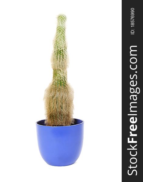 Houseplant cactus espostoa in blue flowerpot, isolated. Houseplant cactus espostoa in blue flowerpot, isolated