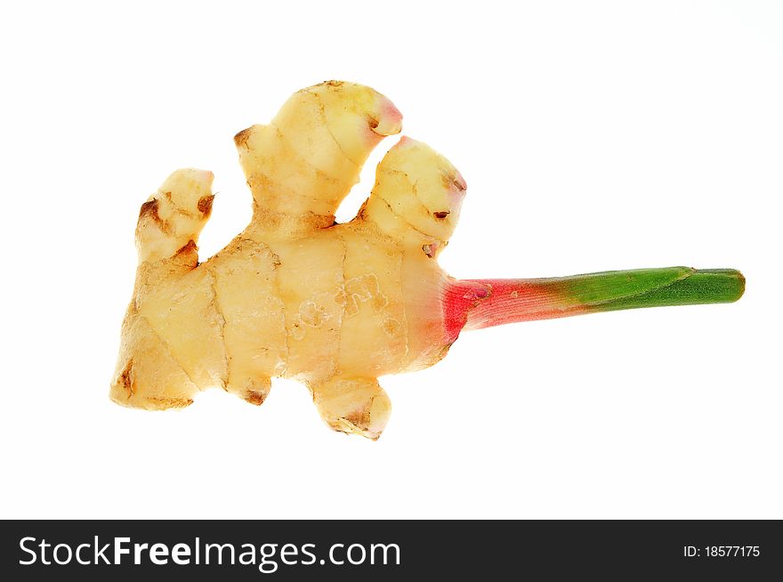 Young Ginger Root With Green Shoot. Image Is Isolated On White background