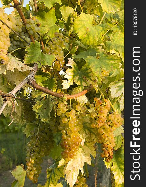 Vineyards on the Low Carpathian region in harvest time. Vineyards on the Low Carpathian region in harvest time