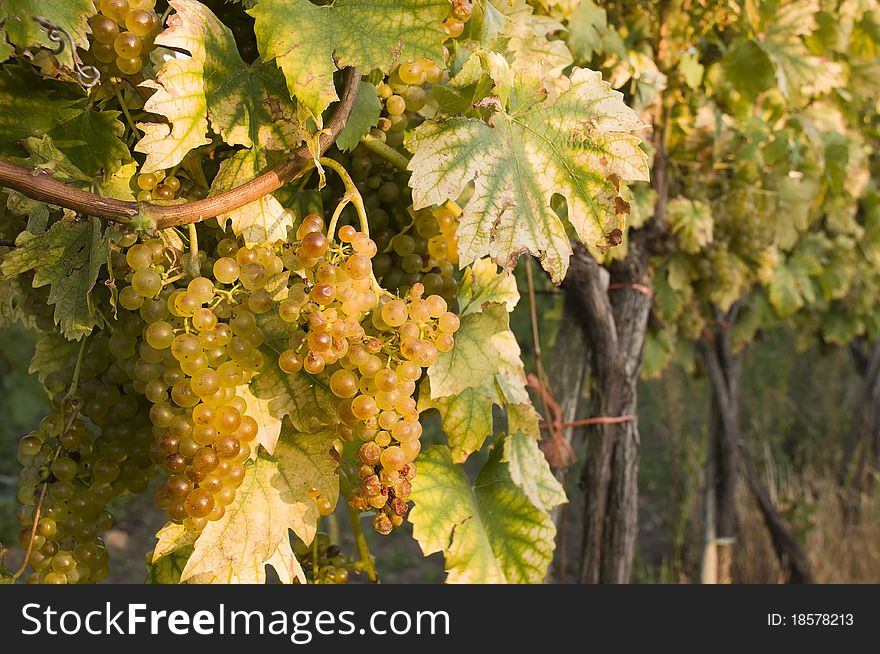 Vineyards In Harvest Time