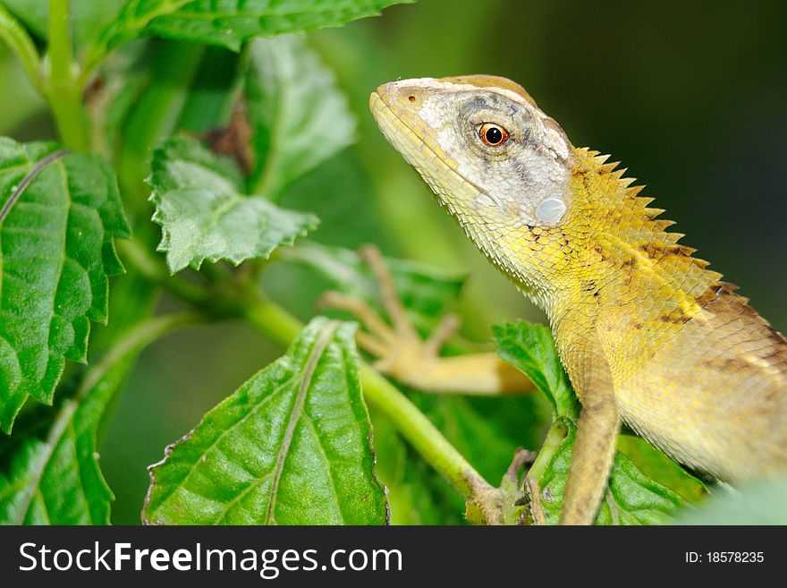 Lizard on Leaf