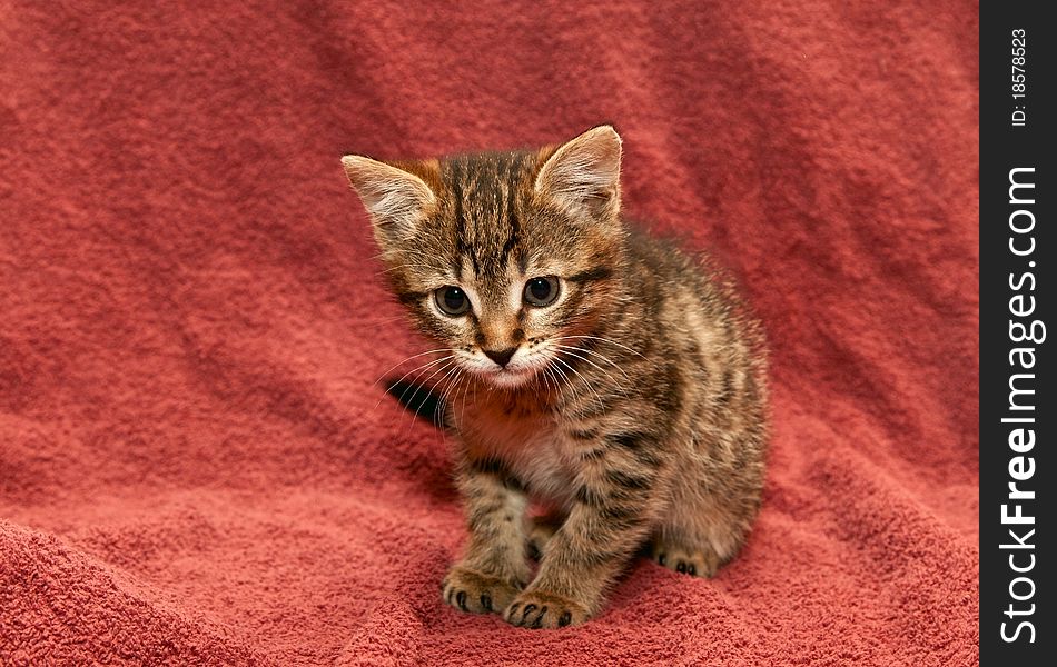 Small tabby Kitten on a brown cloth