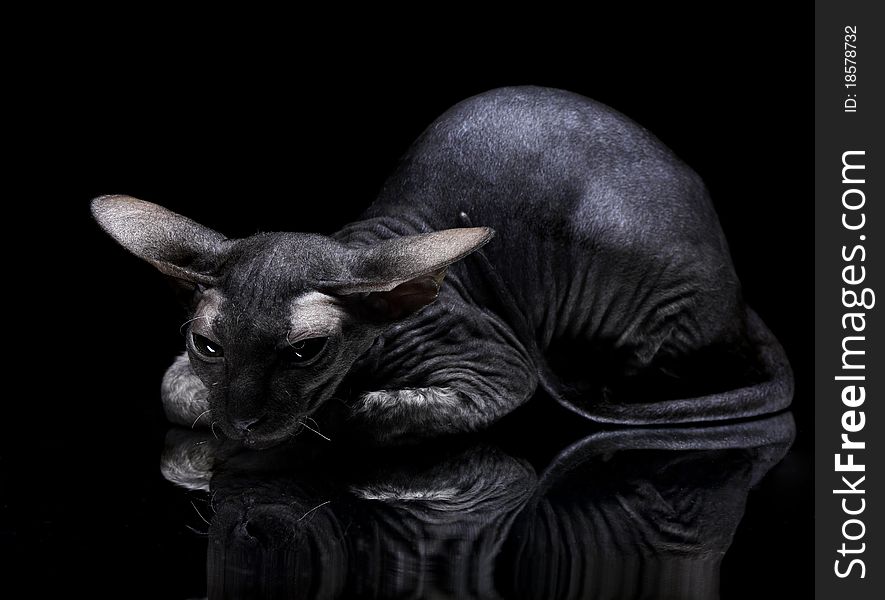 Young Canadian Sphynx Cat Lying On The Mirror On B