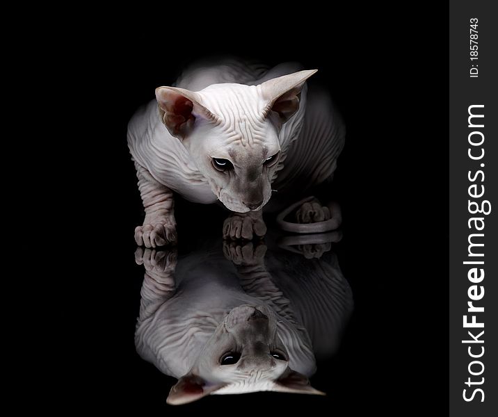 Young Sphynx Cat On Black Background