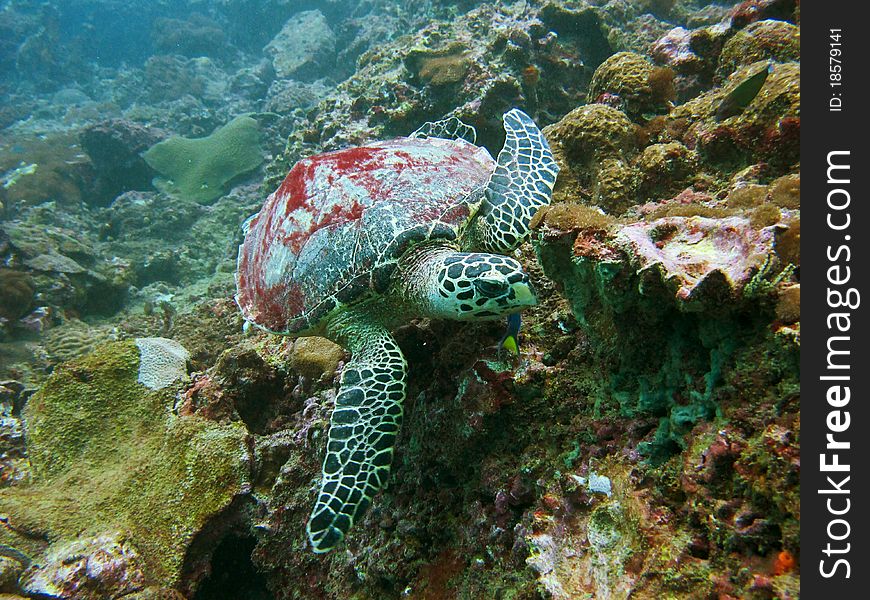A Hawksbill turtle gliding through water in search of food in the healthy colorful coral reefs. A Hawksbill turtle gliding through water in search of food in the healthy colorful coral reefs.