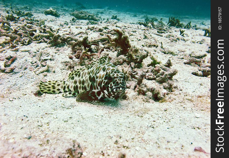 A fish lay hidden on the sandy seabed using its well camouflage disguise. A fish lay hidden on the sandy seabed using its well camouflage disguise.