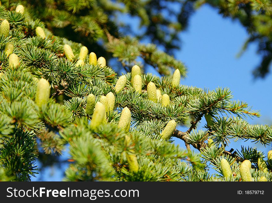 Spruce branches close. Many cones. Spruce branches close. Many cones