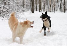 Two Dogs Play Snow Stock Image