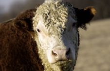 Cow In Pasture Royalty Free Stock Photos Cow In Pasture Royalty Free Stock Photos