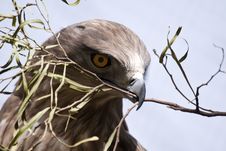 Falcon With Olive Branch Royalty Free Stock Image Falcon With Olive Branch Royalty Free Stock Image
