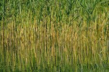 Reed In The Lake Royalty Free Stock Images Reed In The Lake Royalty Free Stock Images