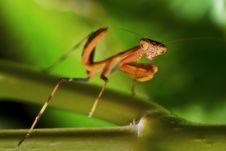 Praying,Praying Mantis,Mantis Look. Royalty Free Stock Images Praying,Praying Mantis,Mantis Look. Royalty Free Stock Images