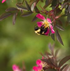 Busy Bee Royalty Free Stock Photos Busy Bee Royalty Free Stock Photos