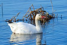 Snow Goose Royalty Free Stock Photography