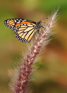 Monarch Butterfly Royalty Free Stock Photography Monarch Butterfly Royalty Free Stock Photography