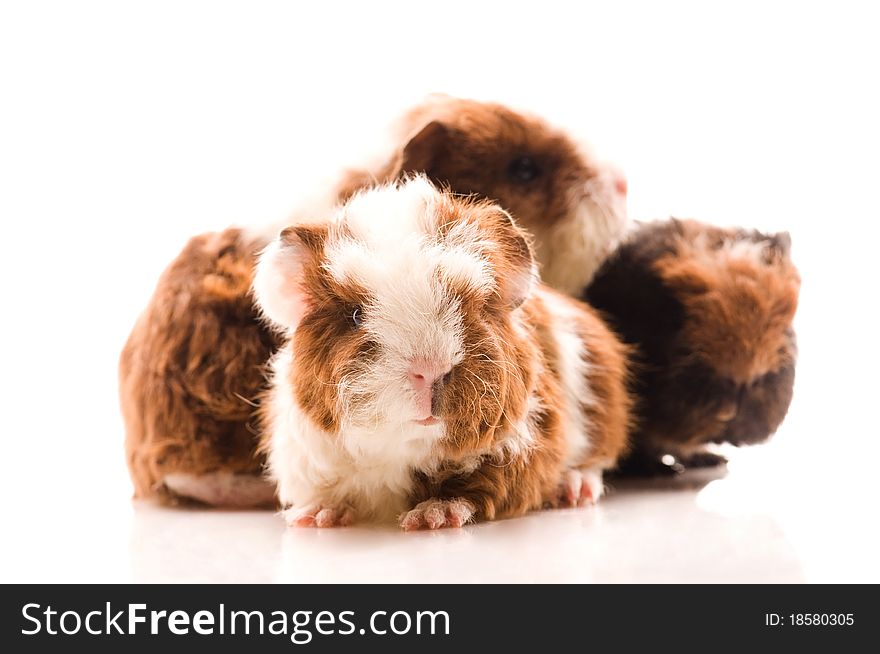 Guinea pig isolated on the white background. texel. Guinea pig isolated on the white background. texel