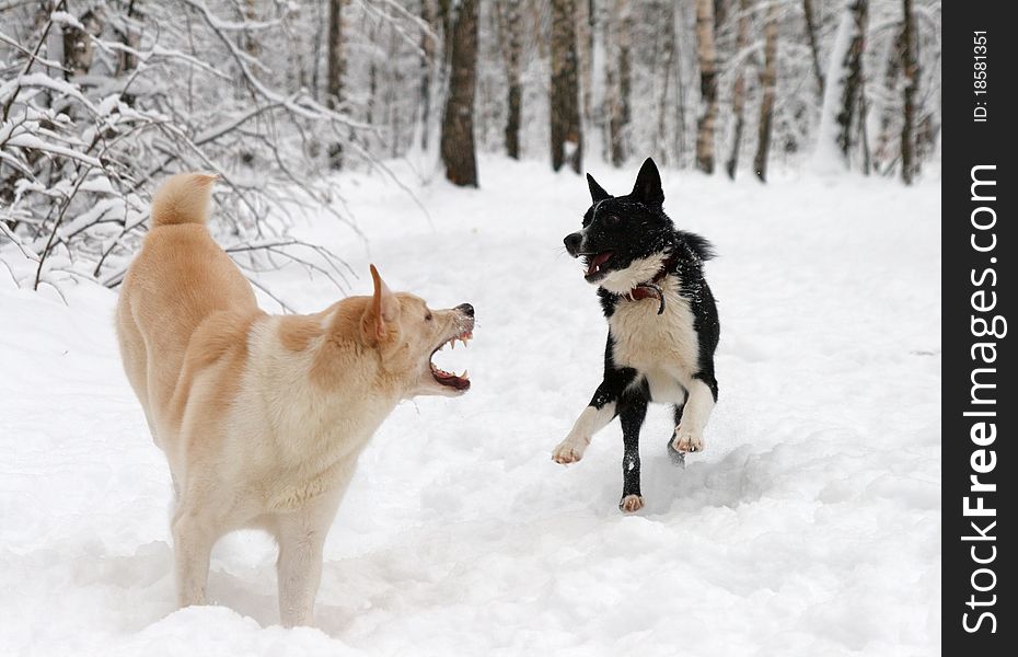 Two dogs play snow in winter