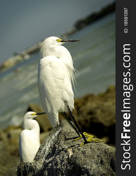 Two white egrets on rocky coast