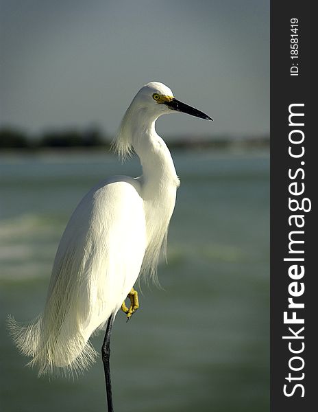 White egret standing on one leg