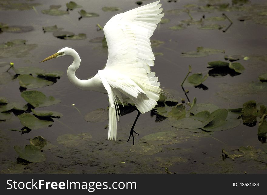 White egret flying over the water